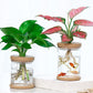 Wood Glass Plant Pot with Cover