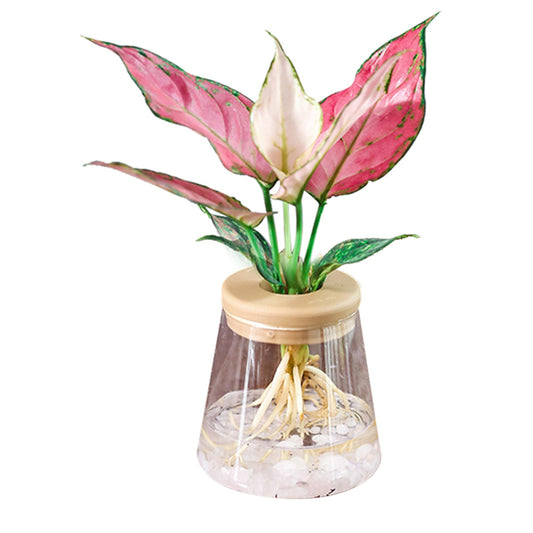 Wood Glass Plant Pot with Cover