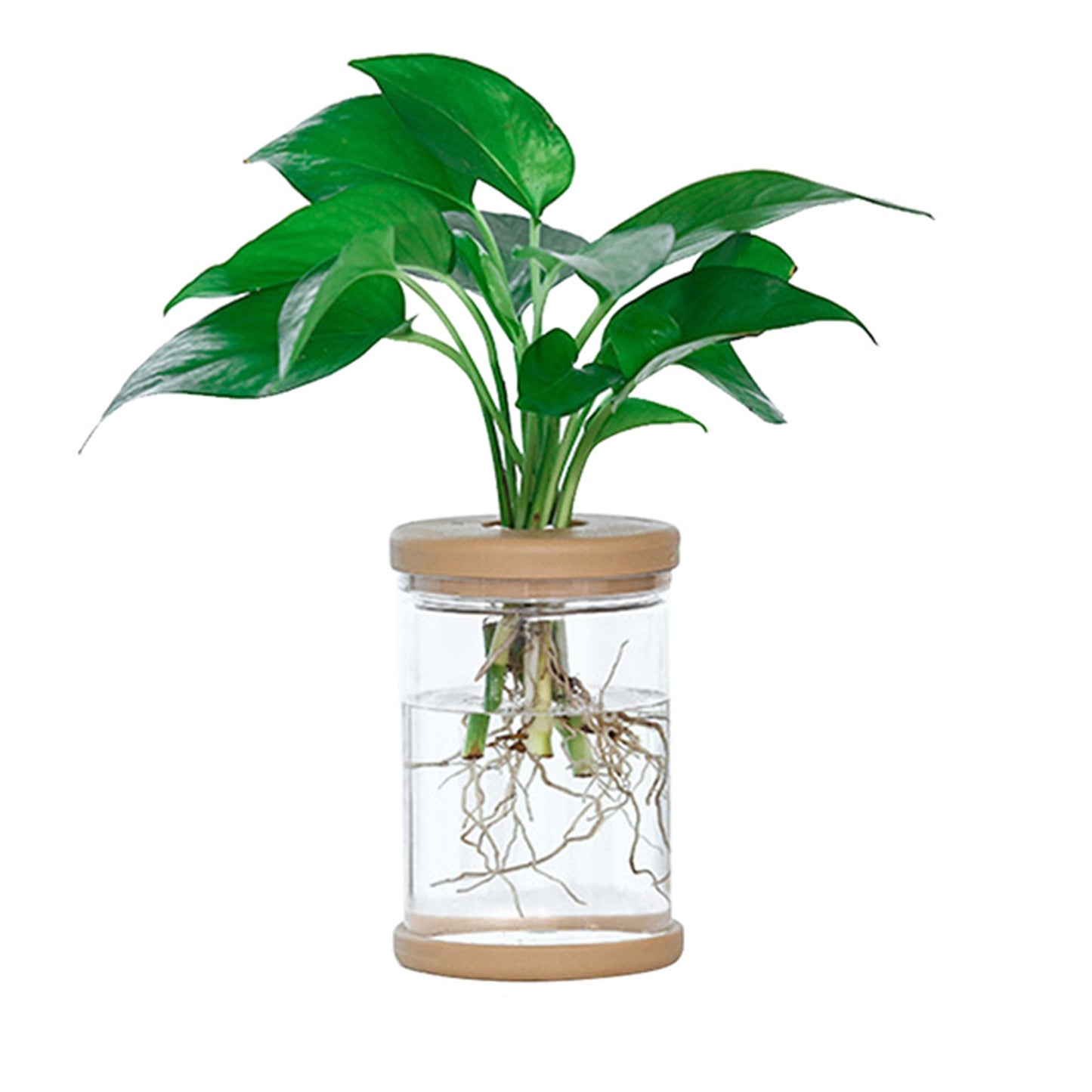 Wood Glass Plant Pot with Cover